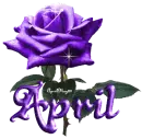 dark purple rose april