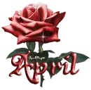 dark red rose april