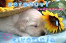doggie