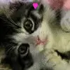 Cute Lil Kitty