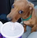 Pepsi Doggie