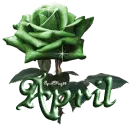 dark green rose april