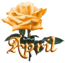 orange rose april