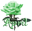 green rose april