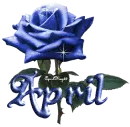 dark blue rose april