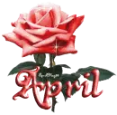red rose april