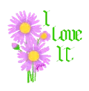 ~ Pink Daisies ~ I Love It