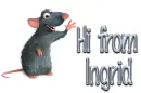 Rat: Hi from Ingrid