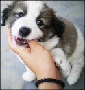  i love my dog Swenky