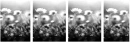 Flowers;