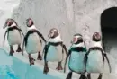 penguin swim team