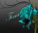 TINA- BLUE ROSE