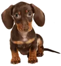 cute Dog