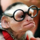 Geek monkey
