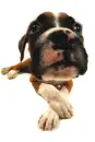 licking doggie