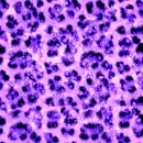 Leopard Purple S.C.E.N.E. =D