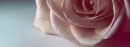 peach rose