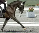 Dressage...