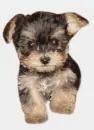 puppy