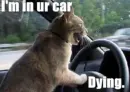 in ur car, DYING!!!