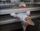 ram