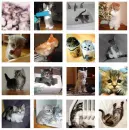 bg cats