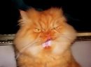 angry cat