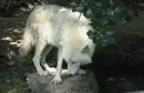Lone Wolf