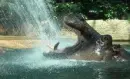 Hippo Drinking