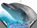 Dolphin with Name