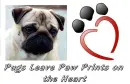 pug
