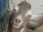 goat simle