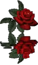 Red roses