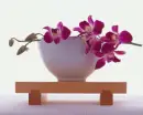 Purple Orchids