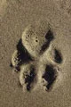wolf print