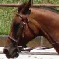 horse