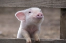 piggy 