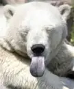 polar bear