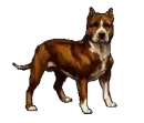 Pitbull