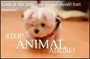 Stop Animal Abuse