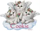 Angel Kittens - Cookie