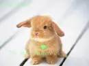 cutie bunny
