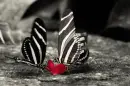 red flower
