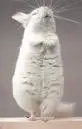 Chinchilla