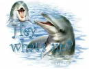 dolphins with hey whats up