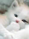 wallpaper - cat