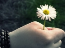 Flower :)