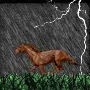 Horse in the rain