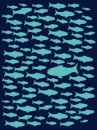 blue ballena