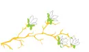 free flower